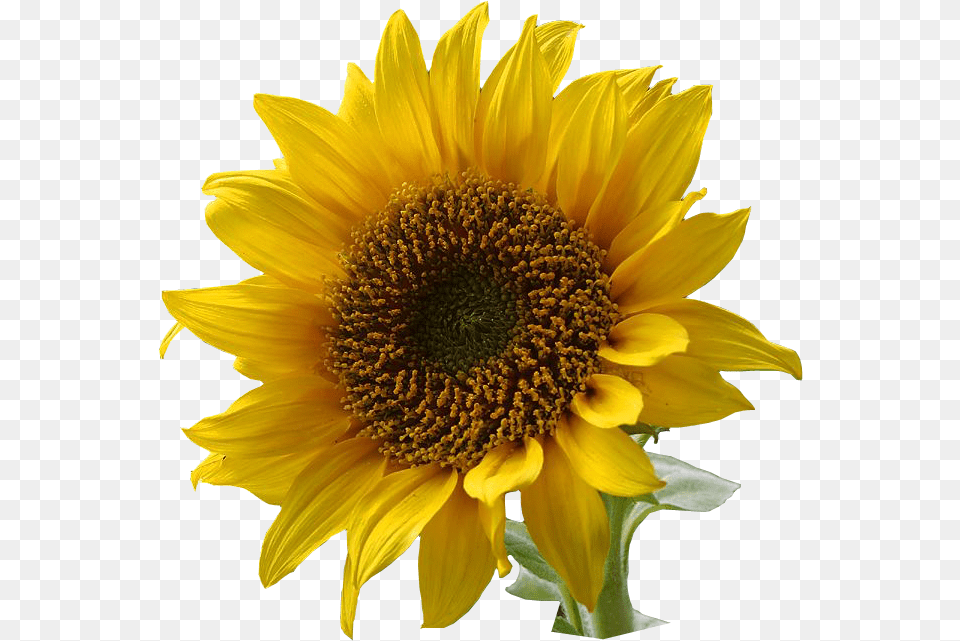 Sunflower, Flower, Plant Png Image