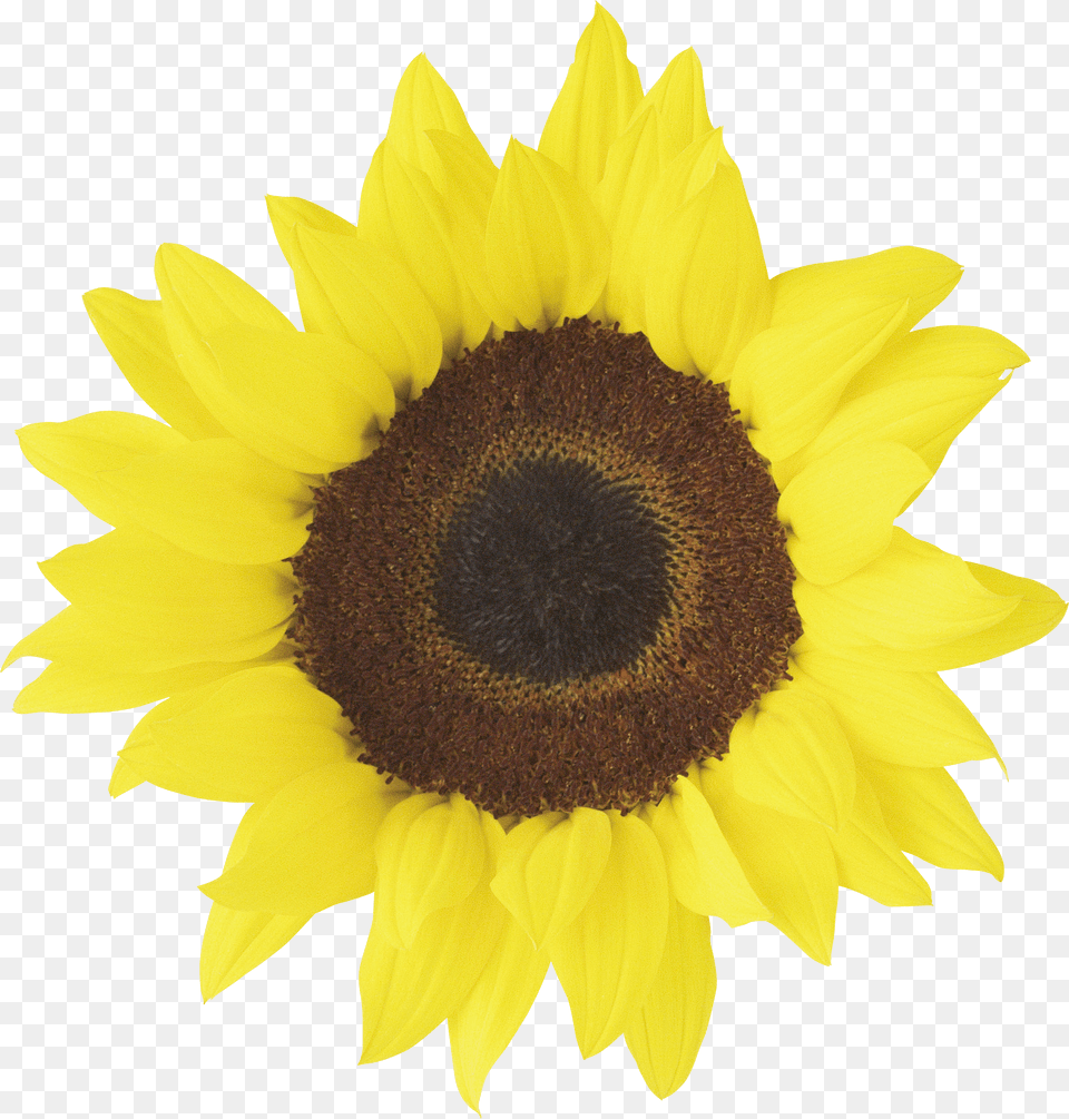 Sunflower Free Transparent Png