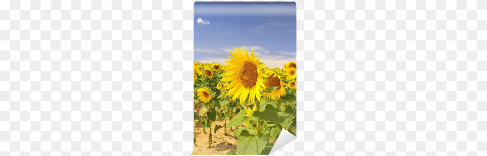 Sunflower, Flower, Plant Free Transparent Png