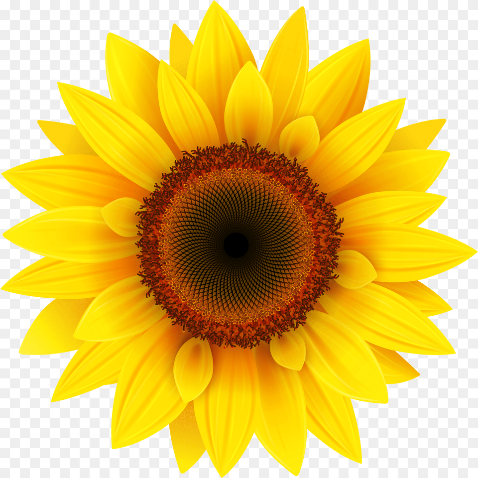 Sunflower Free Png Download