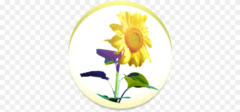 Sunflower 134 Download Android Apk Aptoide Fresh, Flower, Plant, Plate, Leaf Png