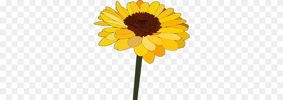 Sunflower Daisy, Flower, Plant, Petal Free Png
