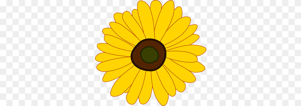 Sunflower Daisy, Flower, Plant, Petal Png