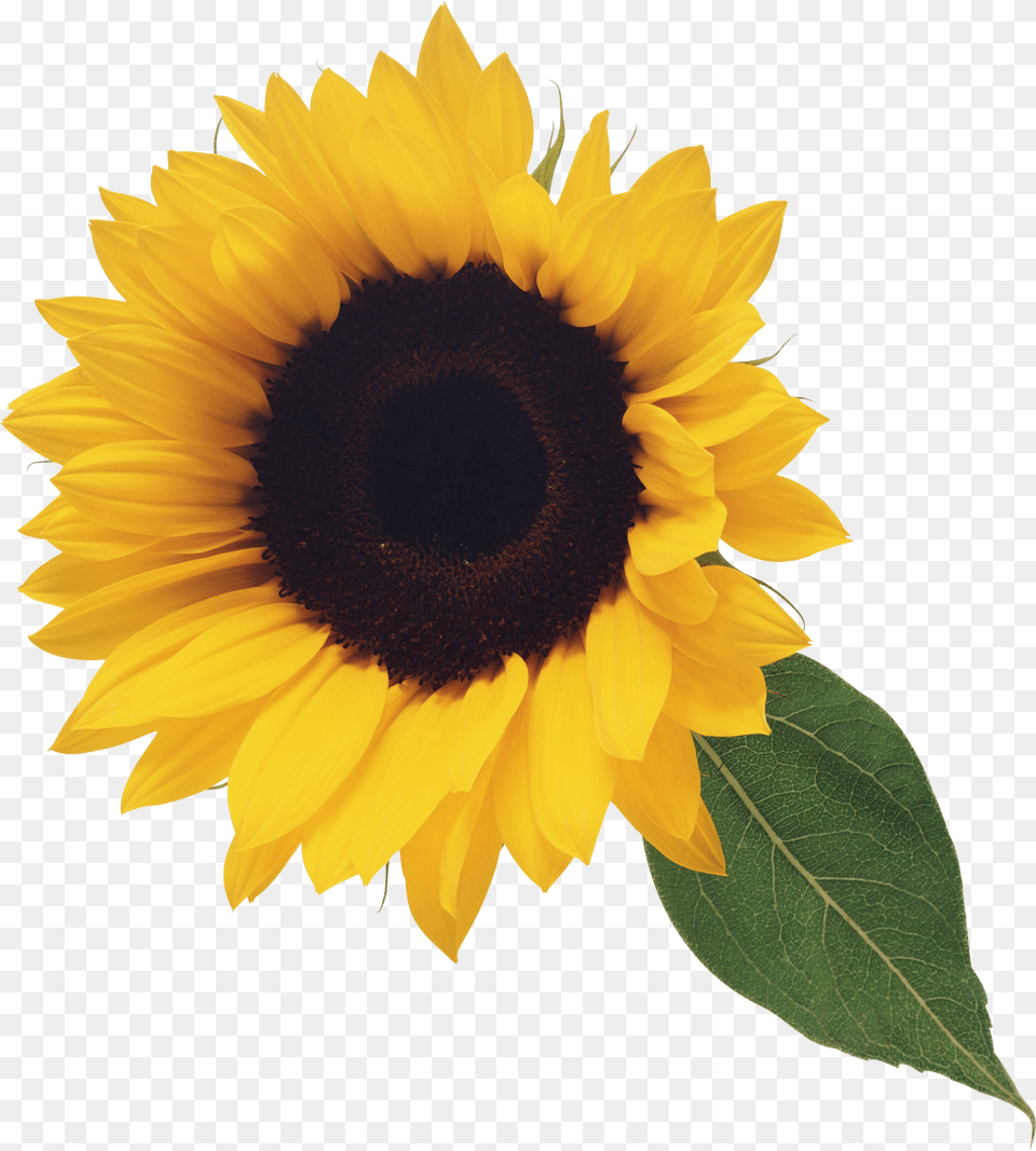 Sunflower, Flower, Plant Png