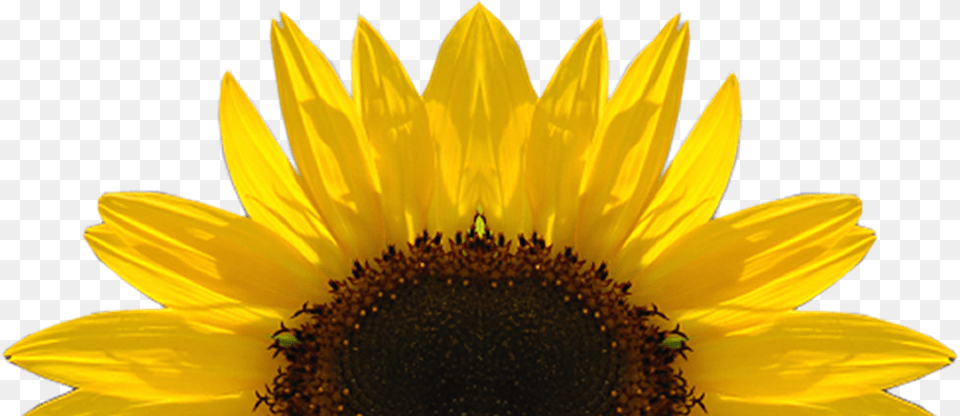 Sunflower, Flower, Plant, Daisy Free Png