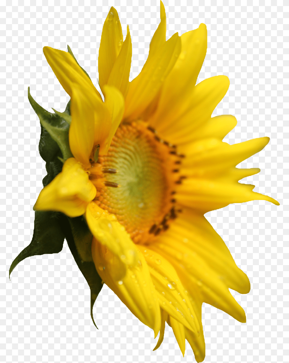 Sunflower, Flower, Plant Png Image