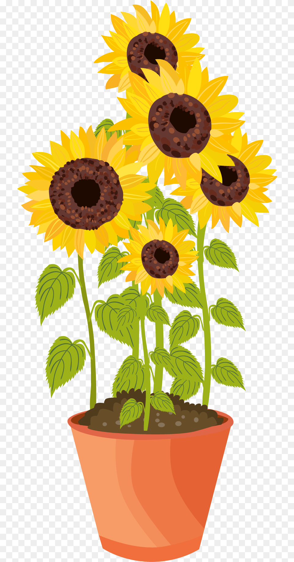 Sunflower, Flower, Plant, Potted Plant Free Transparent Png