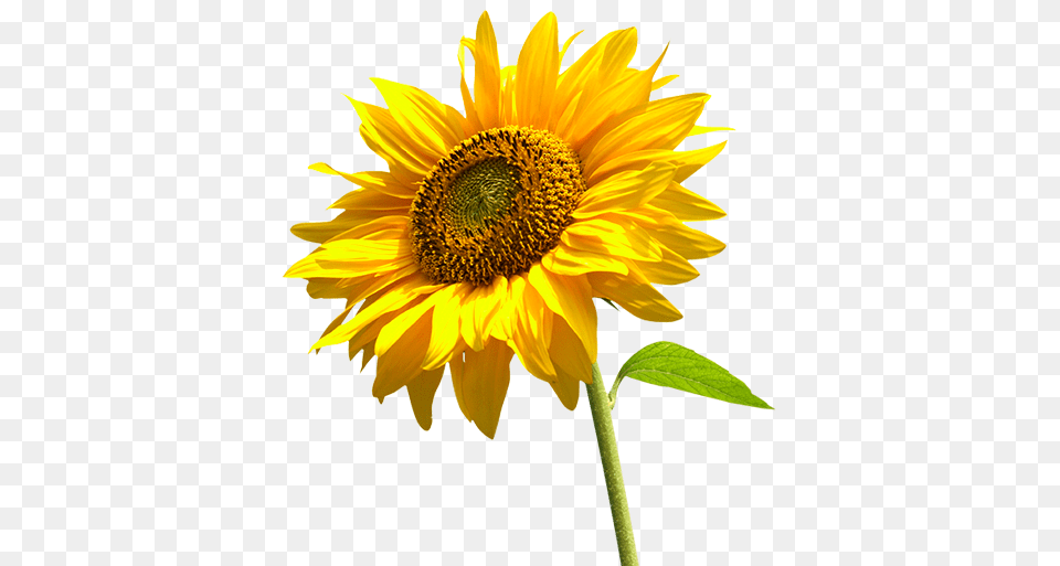 Sunflower, Flower, Plant Png