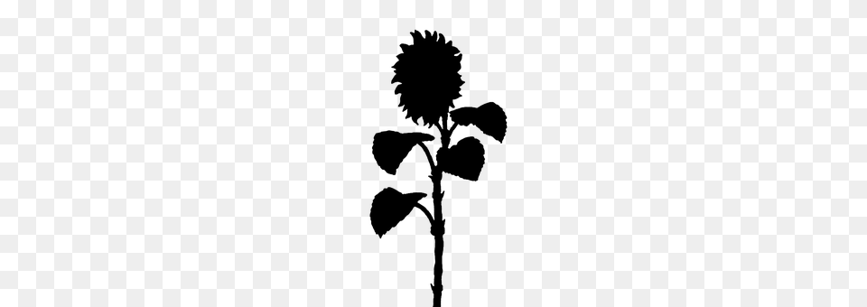 Sunflower Gray Free Png