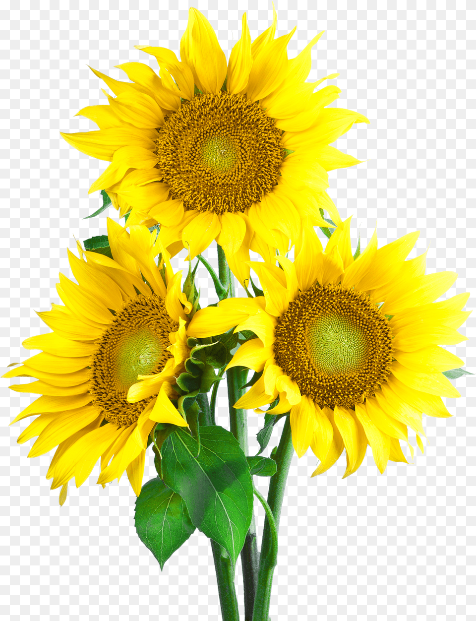 Sunflower Png Image