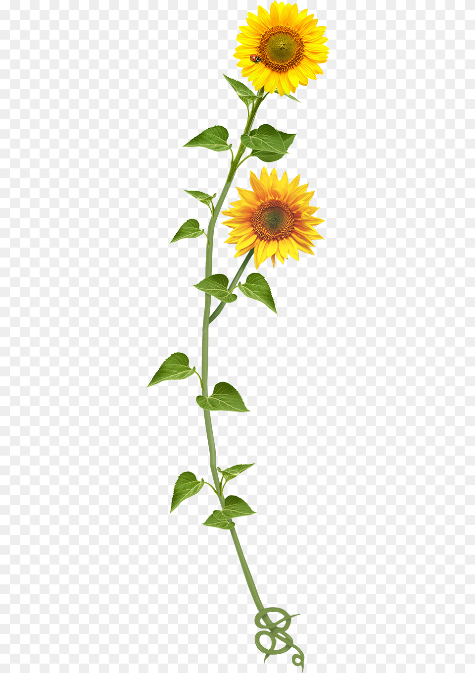 Sunflower, Flower, Plant Free Png