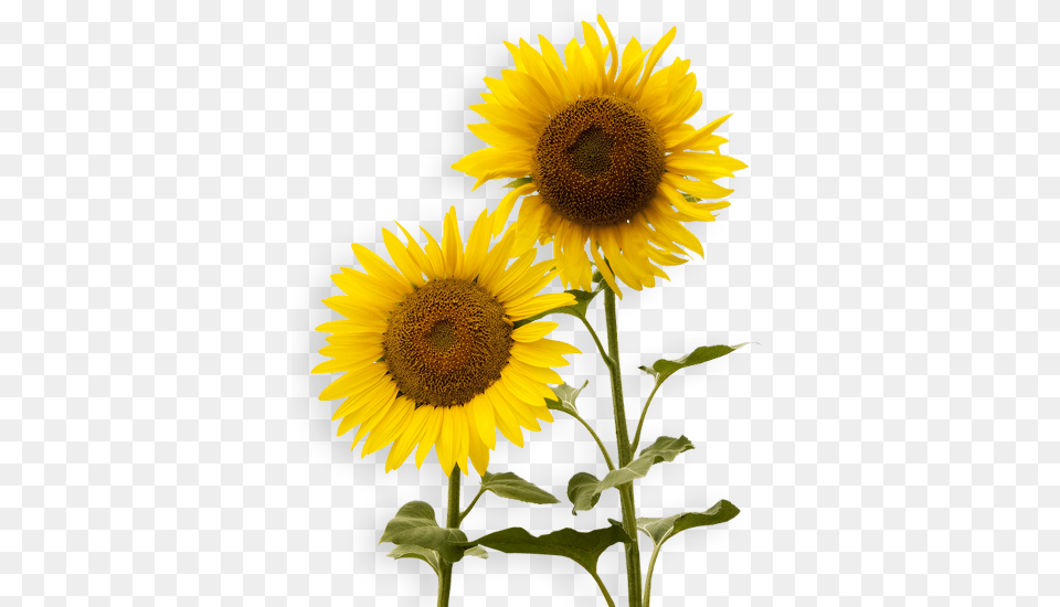 Sunflower, Flower, Plant Free Png Download