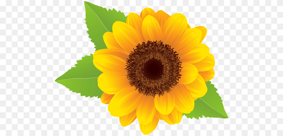 Sunflower, Flower, Plant Png