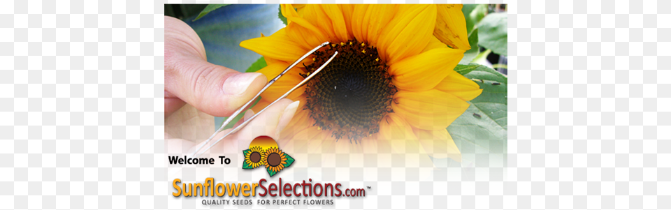 Sunflower, Flower, Plant, Baby, Body Part Free Png