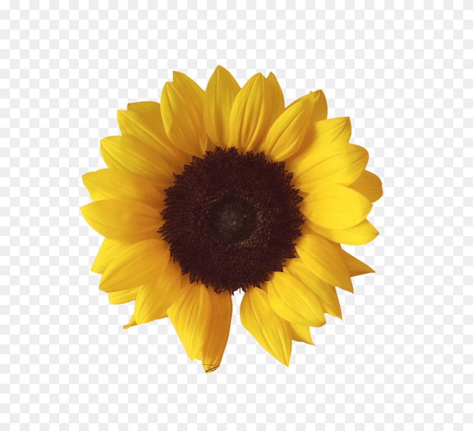 Sunflower, Flower, Plant, Daisy Png