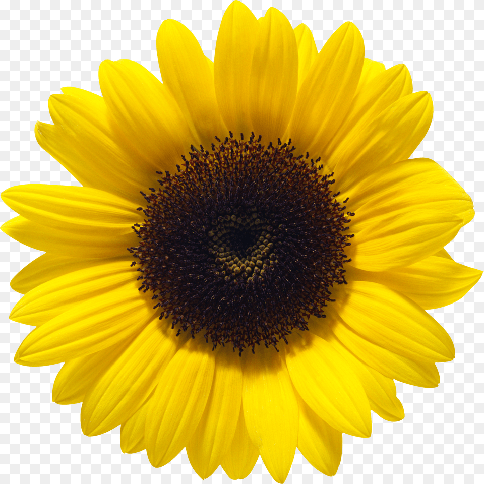 Sunflower Png Image