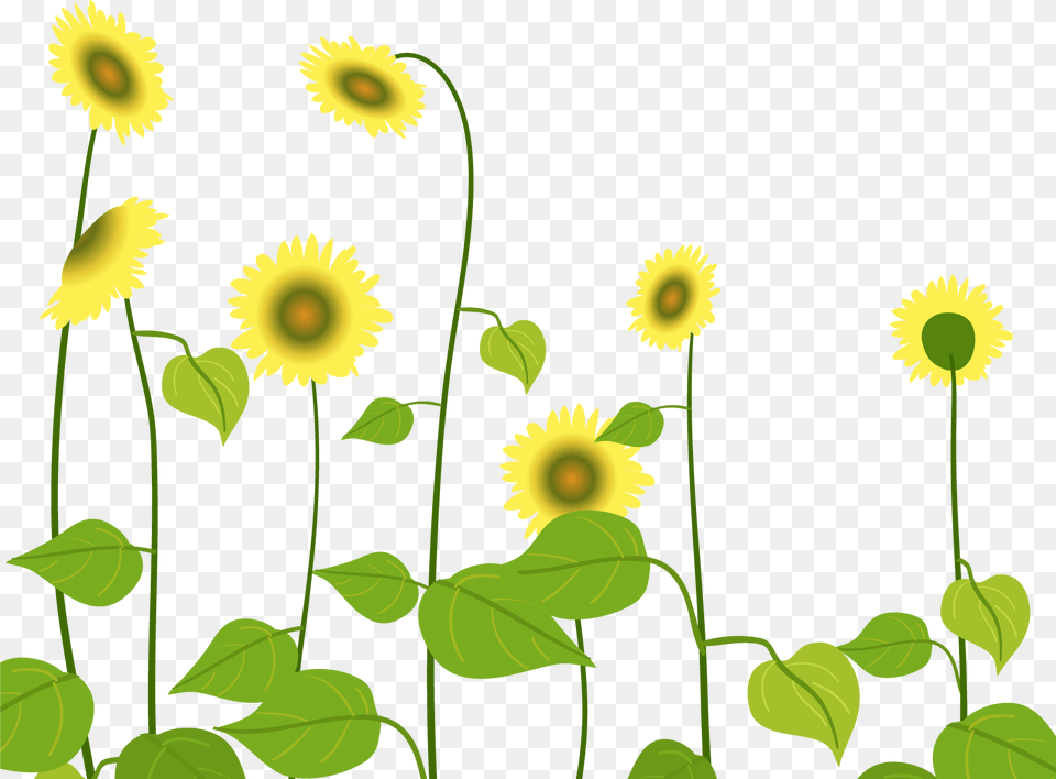 Sunflower, Green, Cactus, Plant, Bulldozer Free Png
