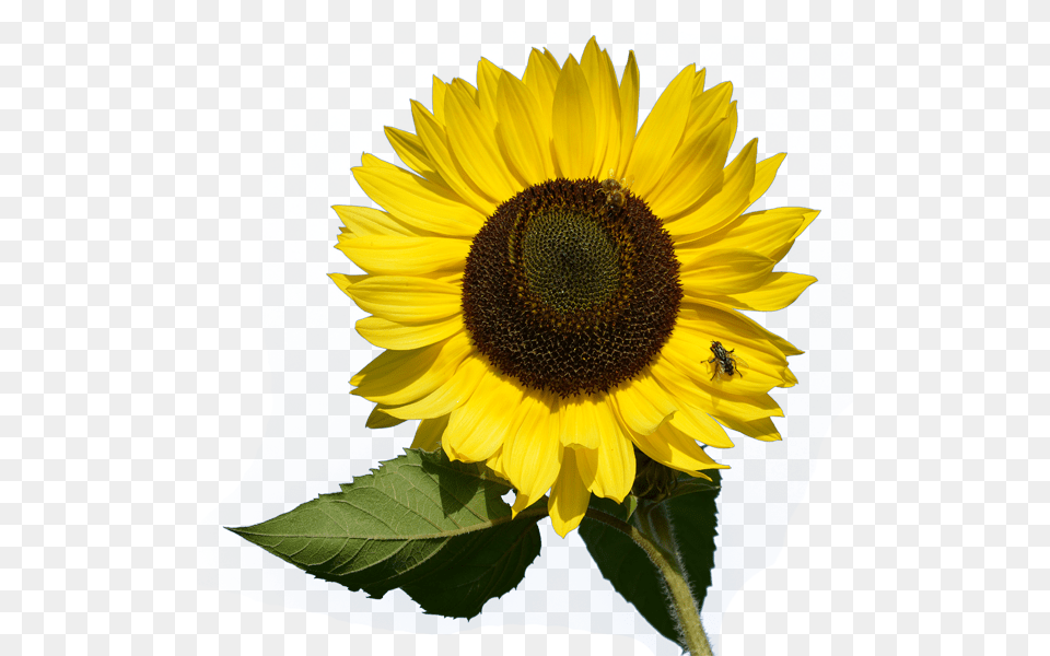 Sunflower, Flower, Plant, Animal, Bee Png Image