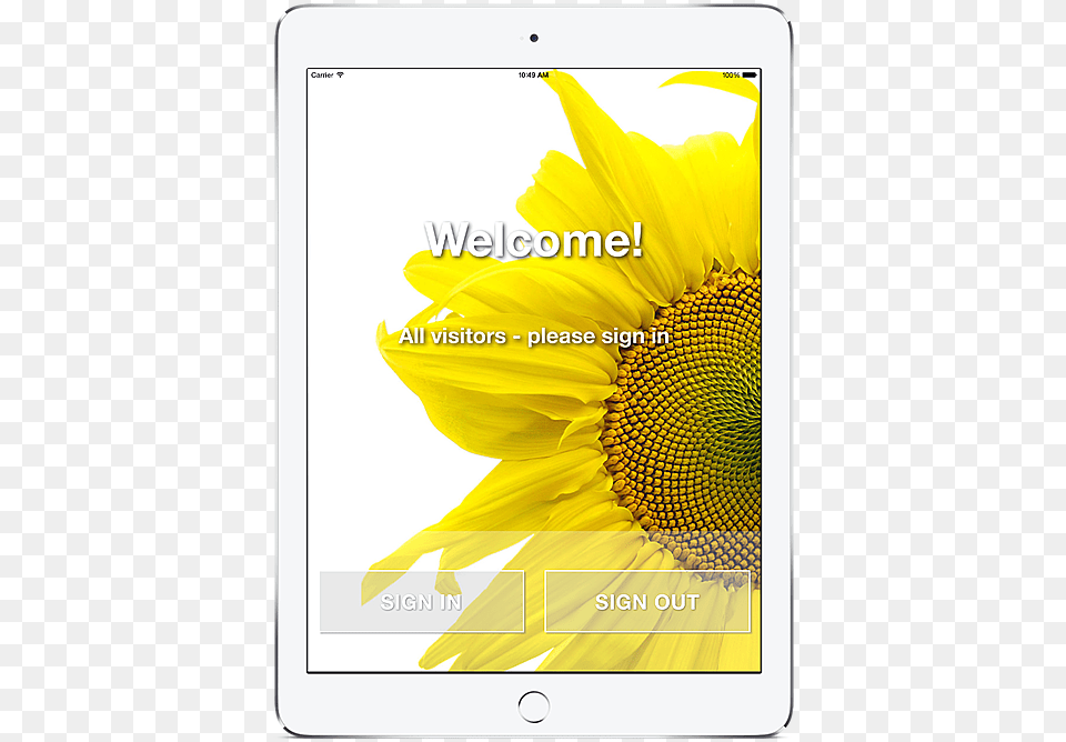 Sunflower, Flower, Plant Free Transparent Png