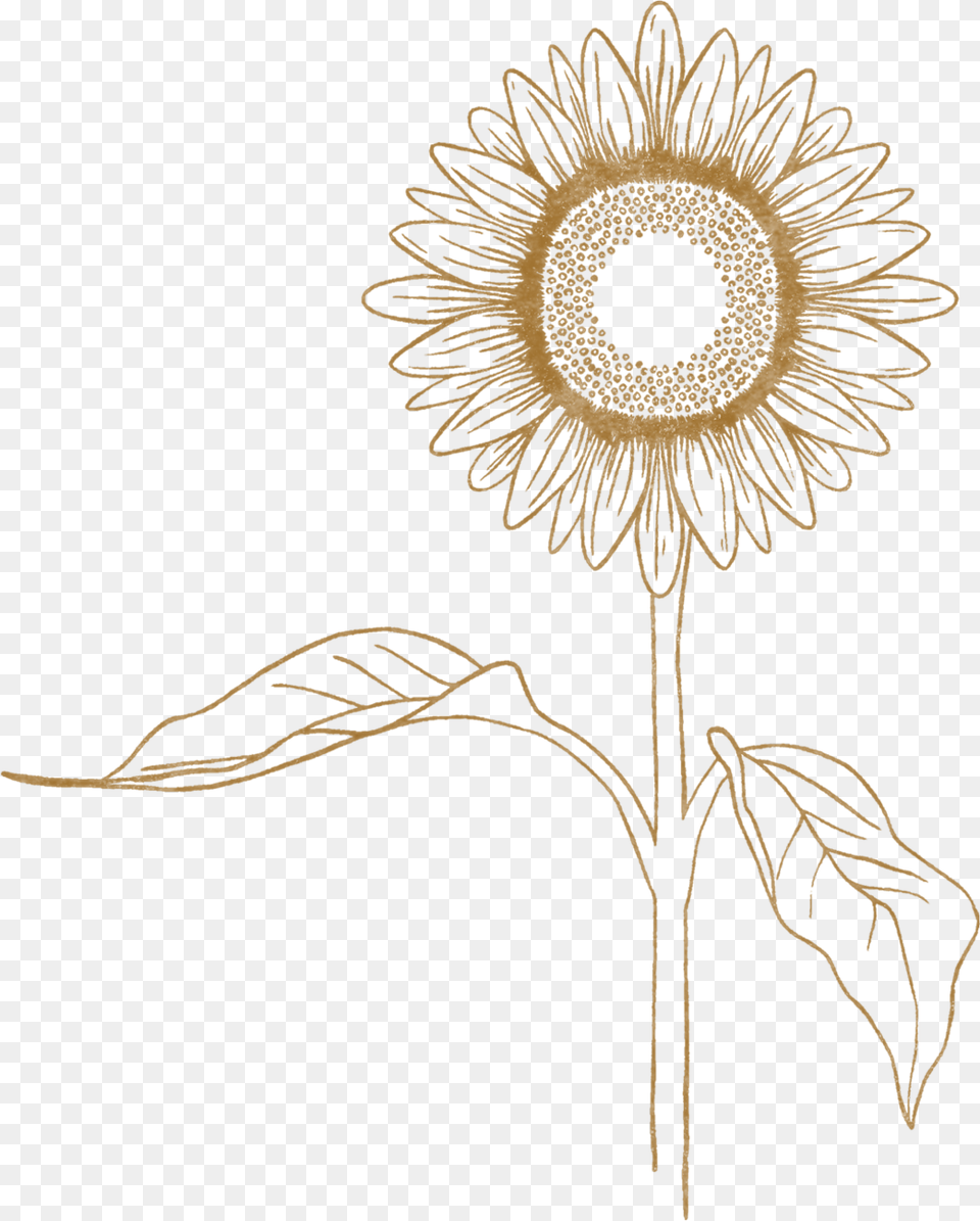 Sunflower, Flower, Plant Png Image