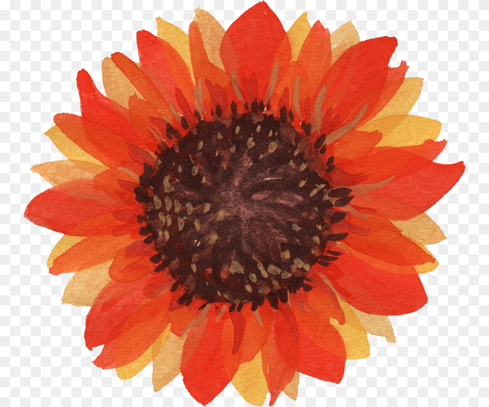 Sunflower, Dahlia, Daisy, Flower, Petal Free Transparent Png