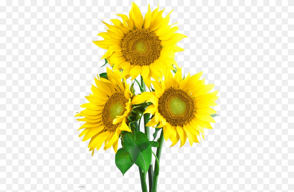 Sunflower, Flower, Plant Png