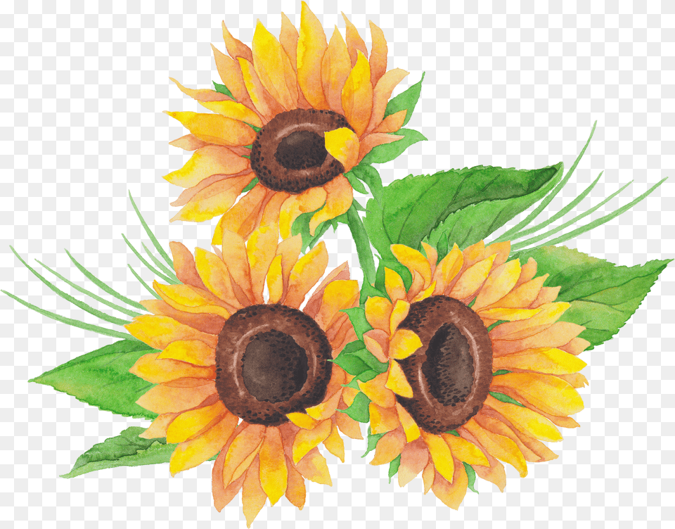 Sunflower Png
