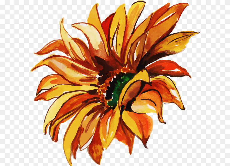 Sunflower, Flower, Plant, Daisy, Petal Png Image