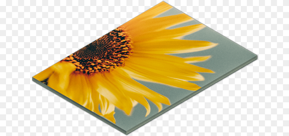 Sunflower, Flower, Plant, Publication Png