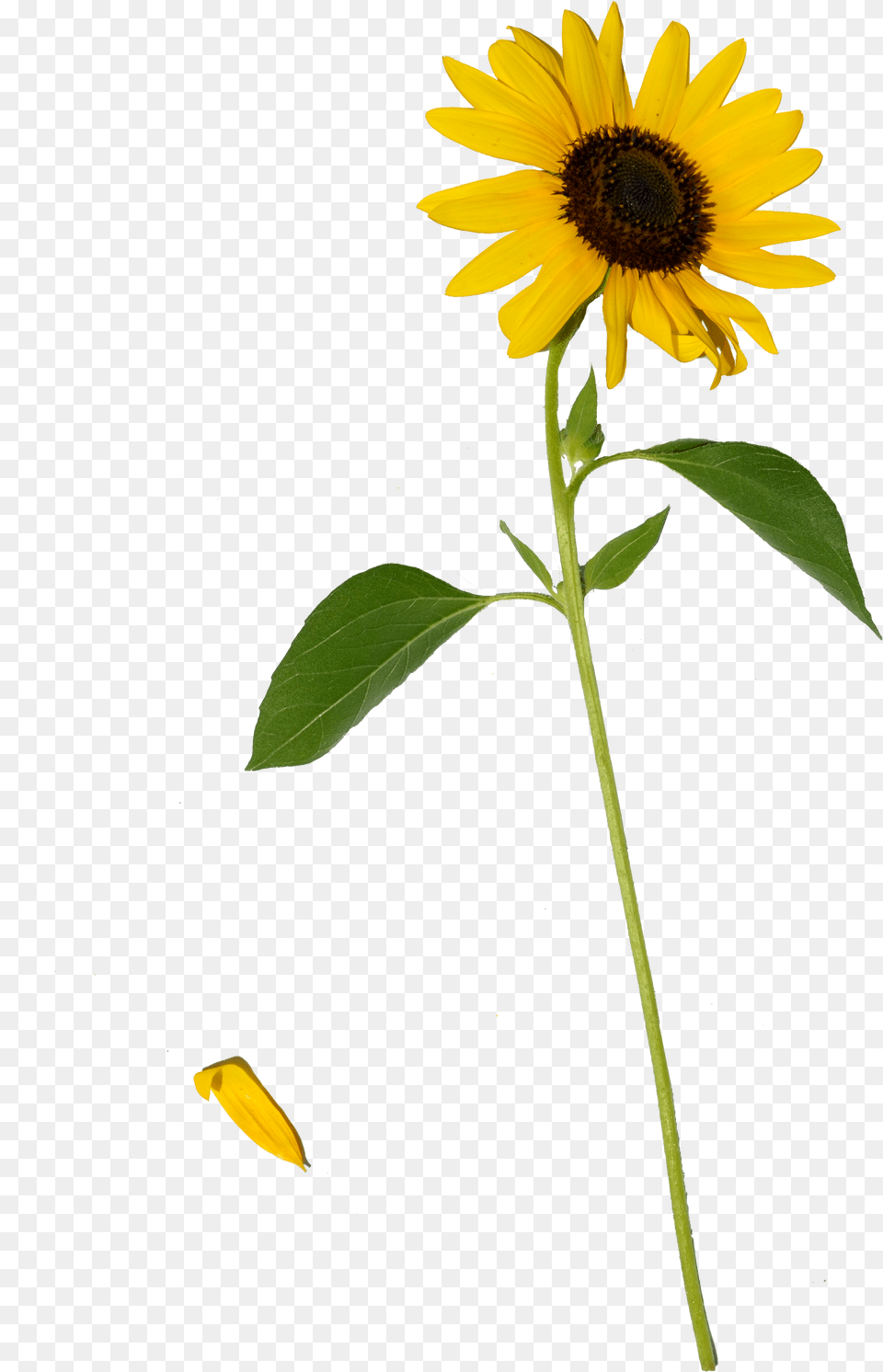 Sunflower, Flower, Plant, Petal, Daisy Free Png Download