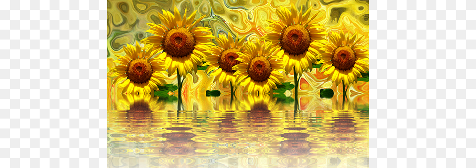 Sunflower Flower, Plant, Art, Daisy Free Transparent Png