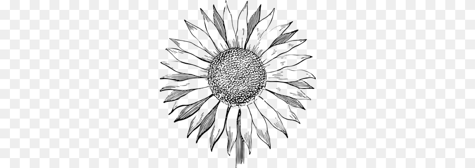 Sunflower Flower, Plant, Person, Art Free Transparent Png