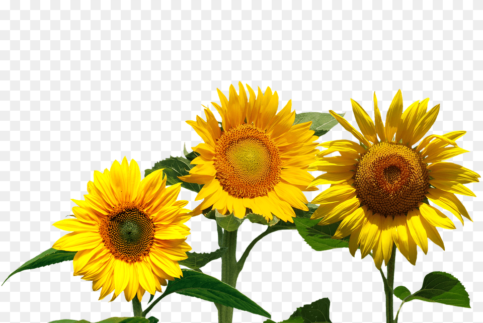 Sunflower Flower, Plant Free Png Download