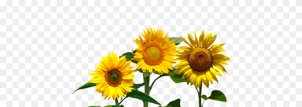 Sunflower Flower, Plant Free Png Download