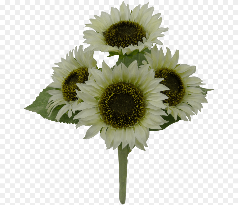 Sunflower, Daisy, Flower, Plant, Flower Arrangement Free Png