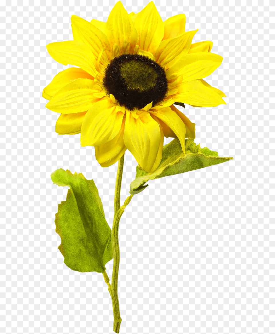 Sunflower, Flower, Plant, Animal, Bee Png