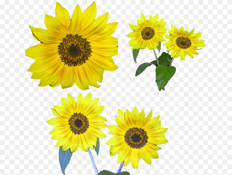 Sunflower, Flower, Plant Free Png