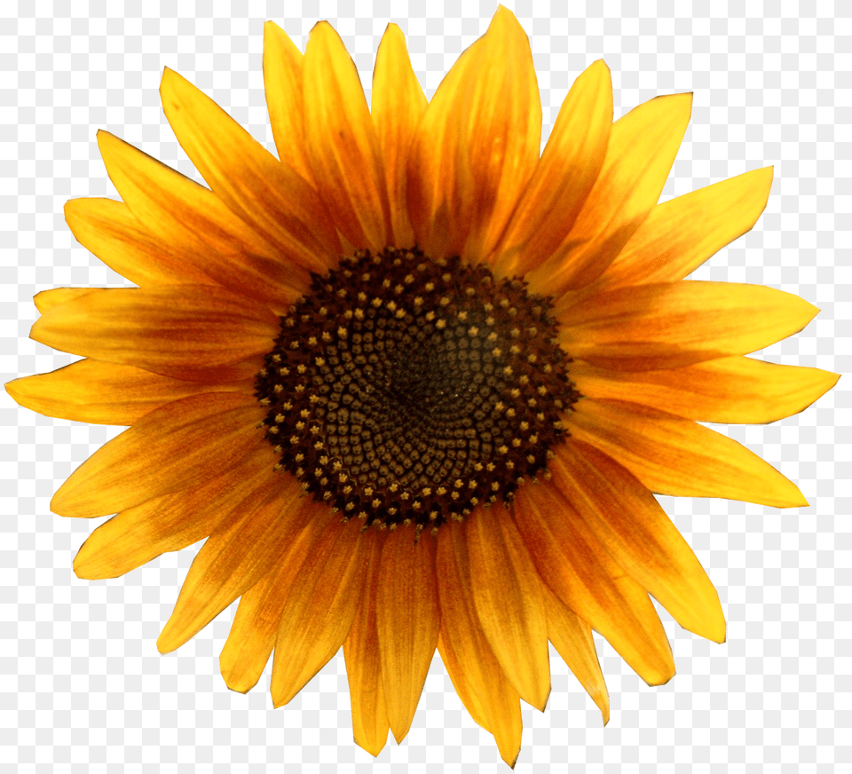 Sunflower, Flower, Plant, Daisy Free Png Download