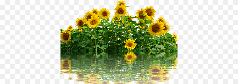 Sunflower Flower, Plant Png