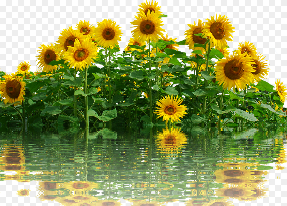 Sunflower Flower, Plant Free Png