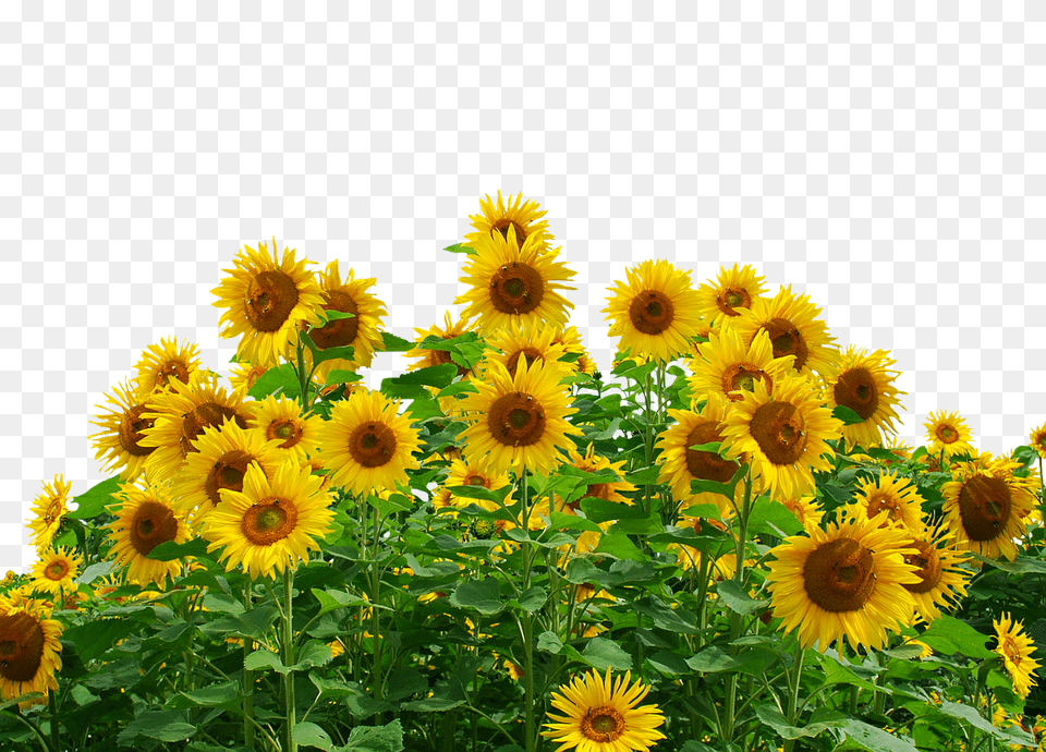 Sunflower Flower, Plant Free Png Download