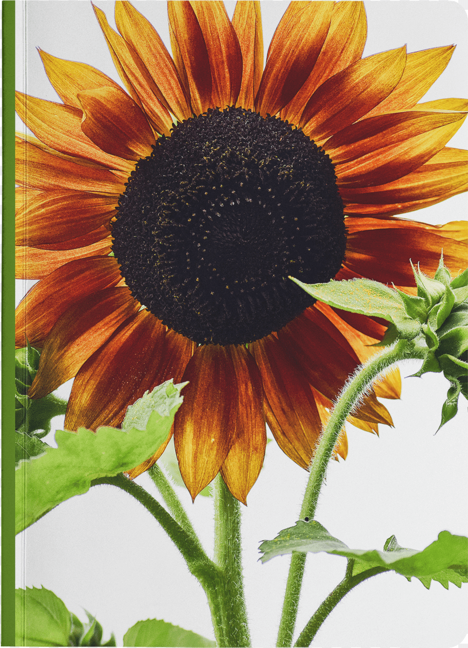 Sunflower Png Image