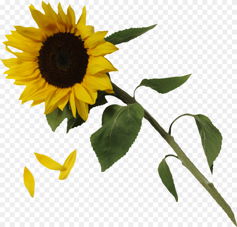 Sunflower, Flower, Plant Free Png