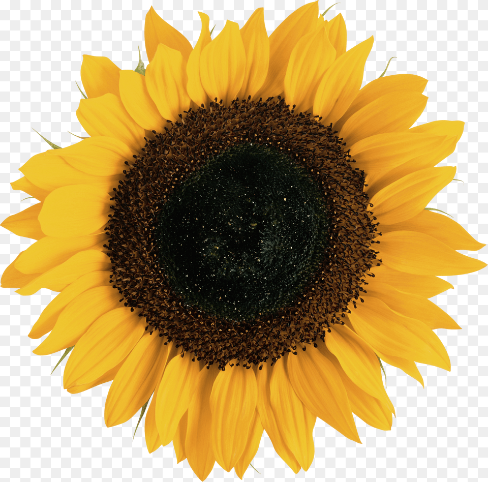 Sunflower, Flower, Plant Png