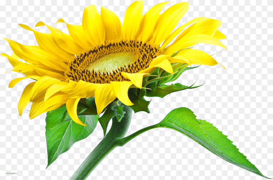 Sunflower Png