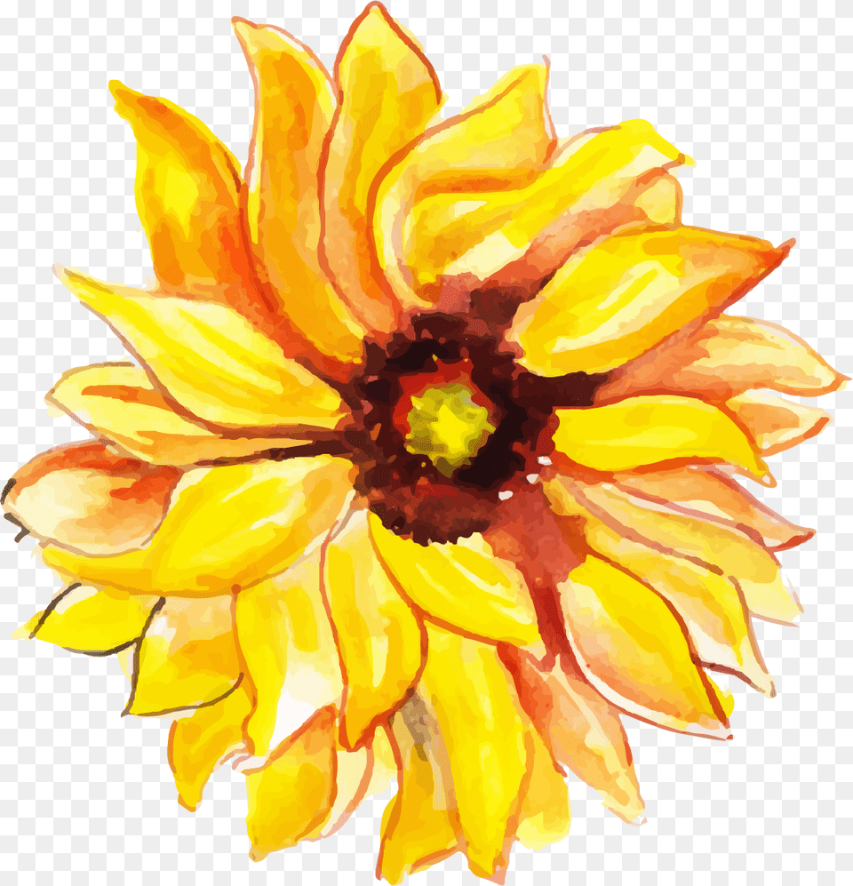 Sunflower, Dahlia, Daisy, Flower, Plant Free Transparent Png