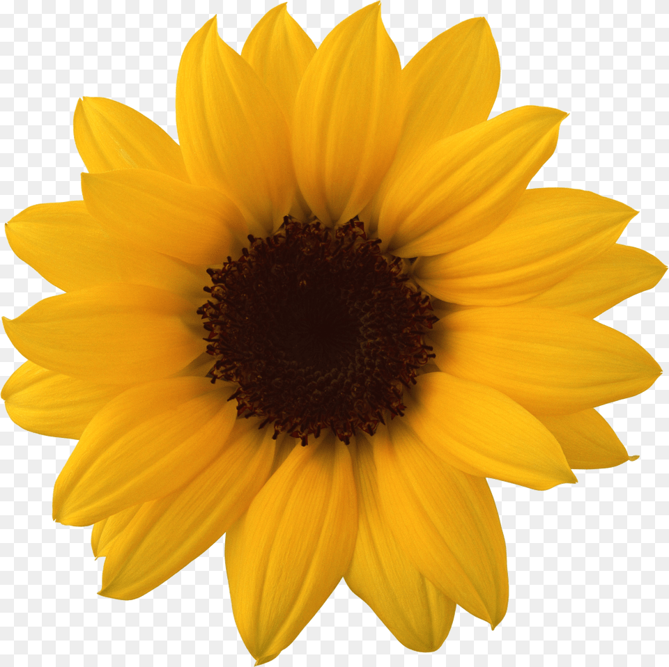 Sunflower, Daisy, Flower, Plant Free Transparent Png