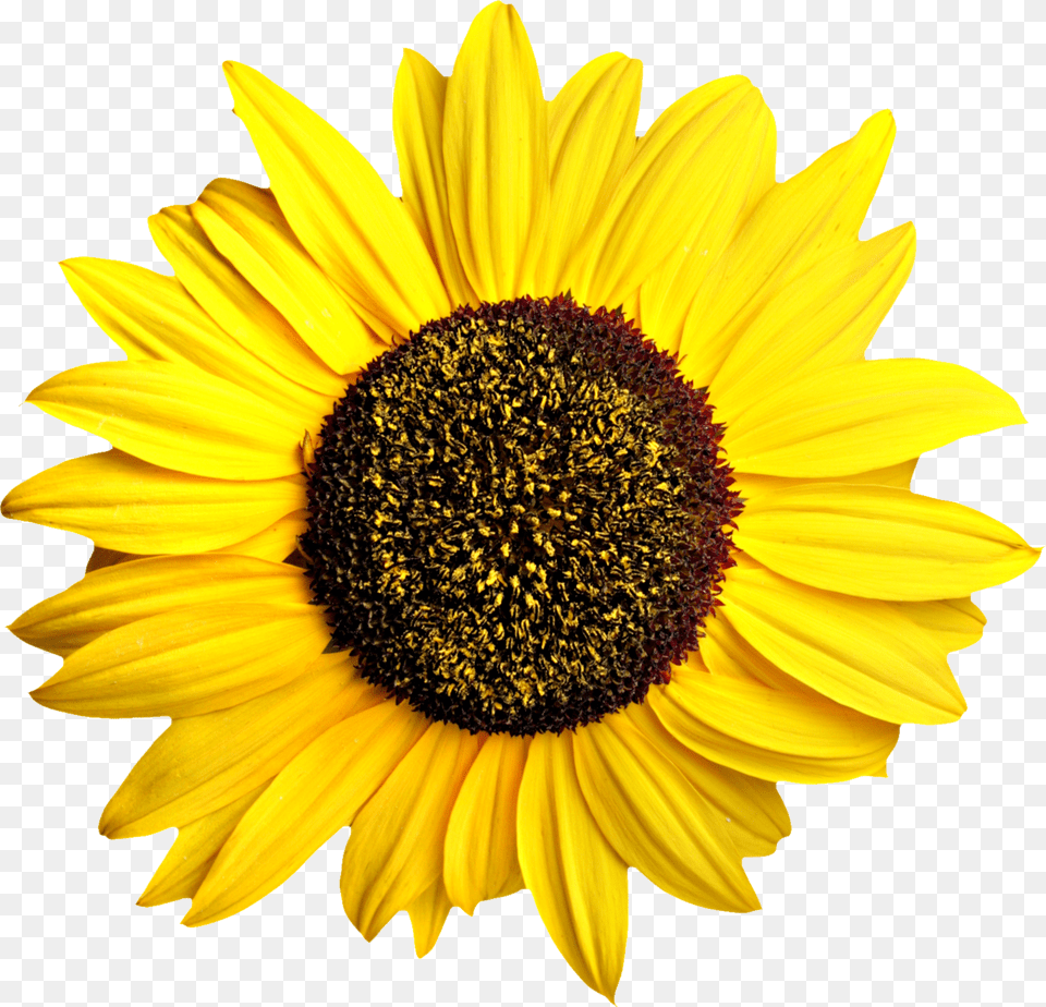 Sunflower, Flower, Plant, Daisy, Animal Free Png Download