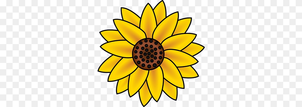 Sunflower Daisy, Flower, Plant, Dahlia Free Png