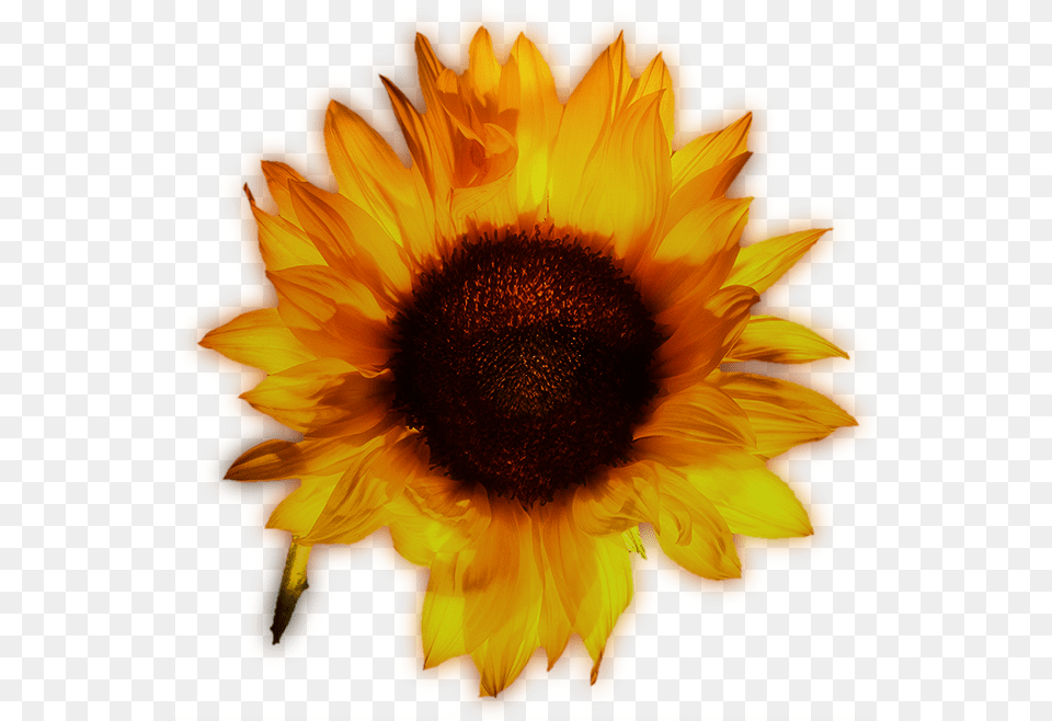 Sunflower, Flower, Plant, Rose Free Png